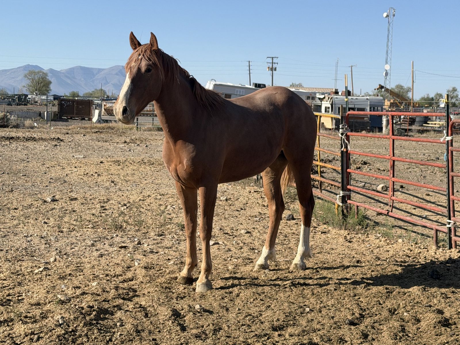 3yr old gelding