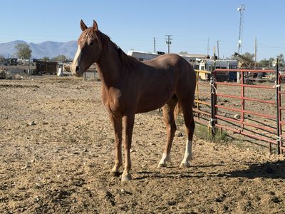 3yr old gelding