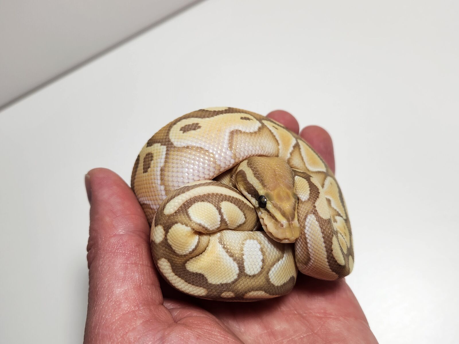 Female CORAL GLOW LESSER