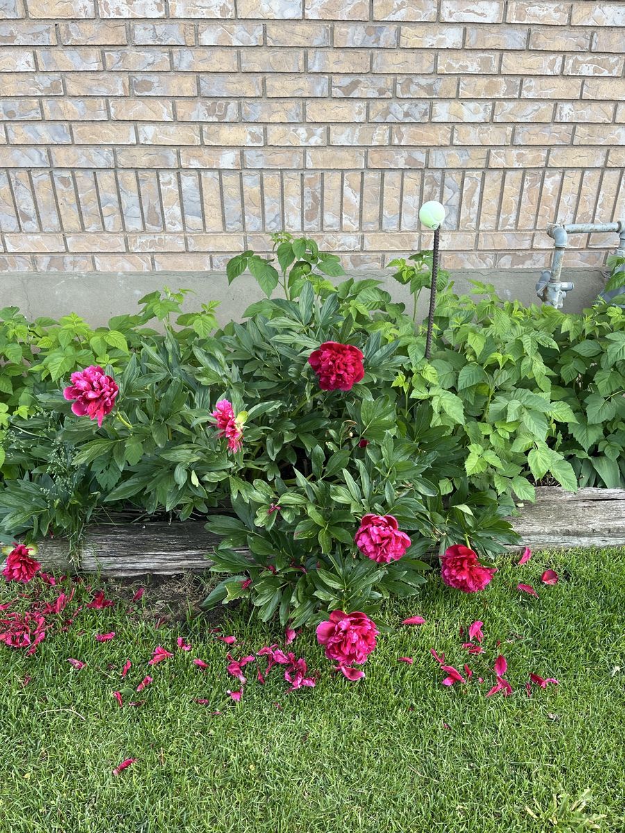 Peony Plants
