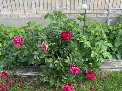 Peony Plants