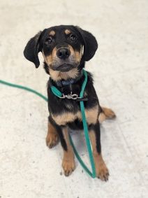 A163834 Darth Vader, Available for Adoption