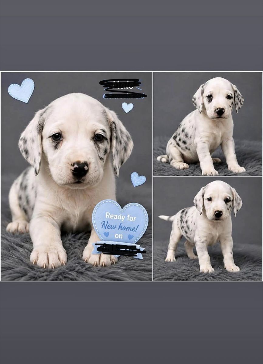 Catahoula Leopard Dog mix 