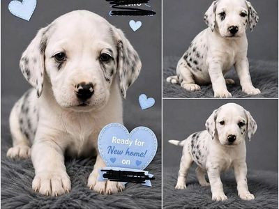 Catahoula Leopard Dog mix