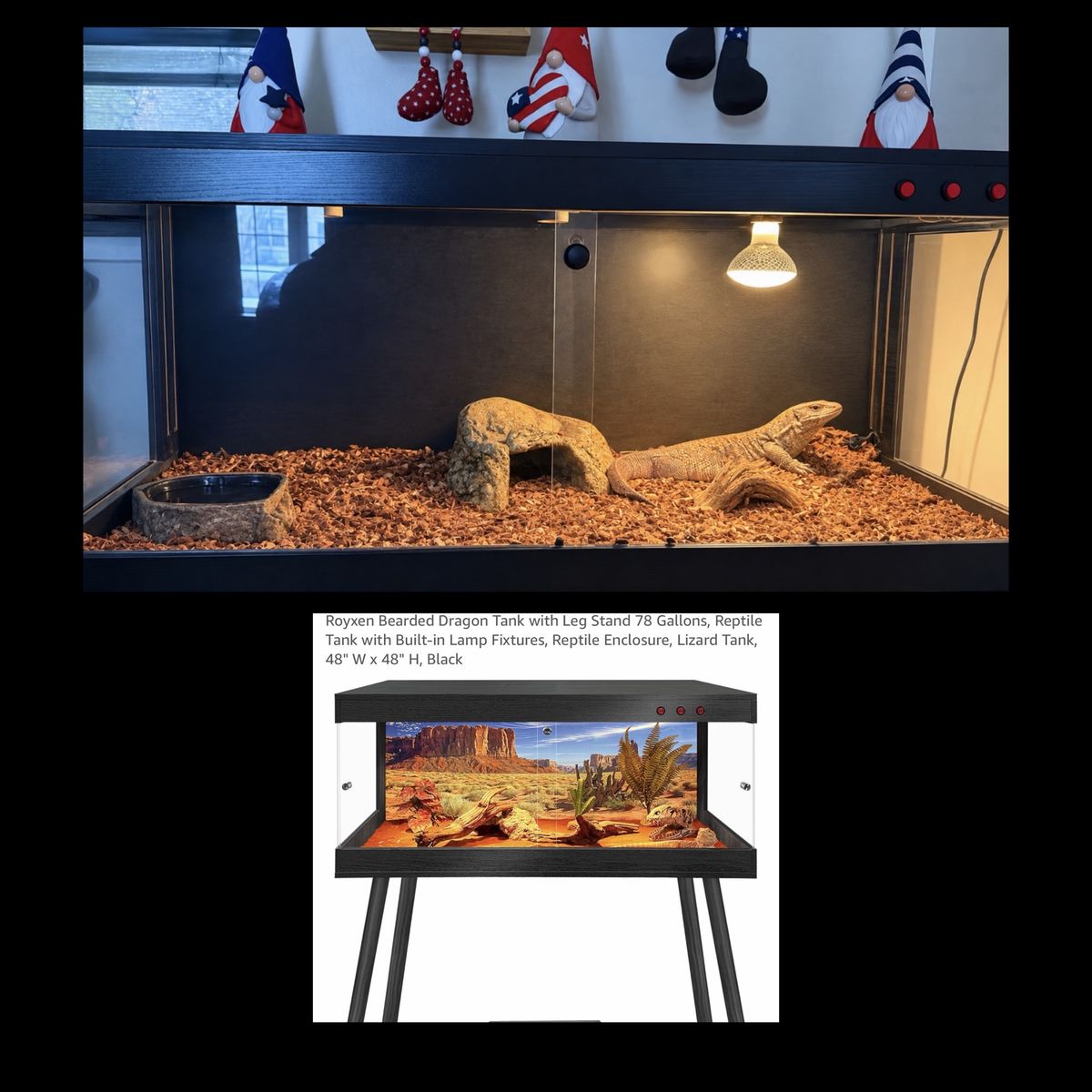 Savannah monitor in a 78 Gallon Reptile Terrarium Enclosure with Stand and Lamp Fixture