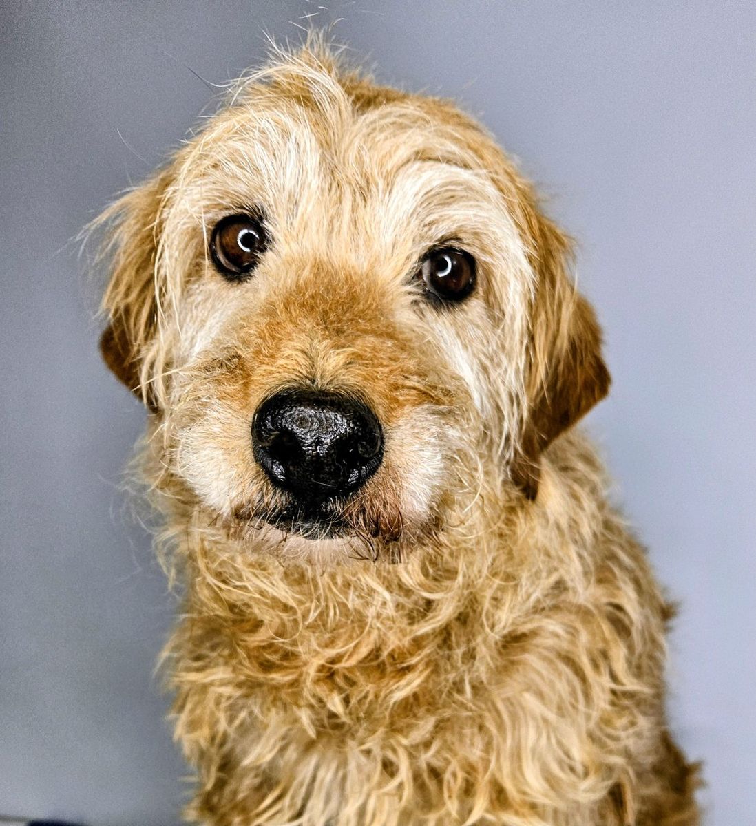 Free Dog Mini Labradoodle