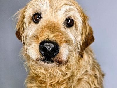 Free Dog Mini Labradoodle