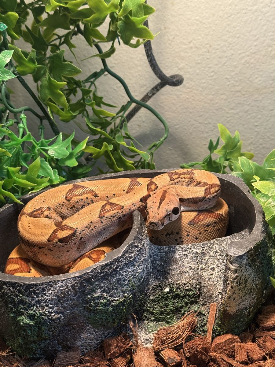 Hypo boa constrictor with enclosure