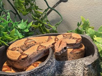 Hypo boa constrictor with enclosure