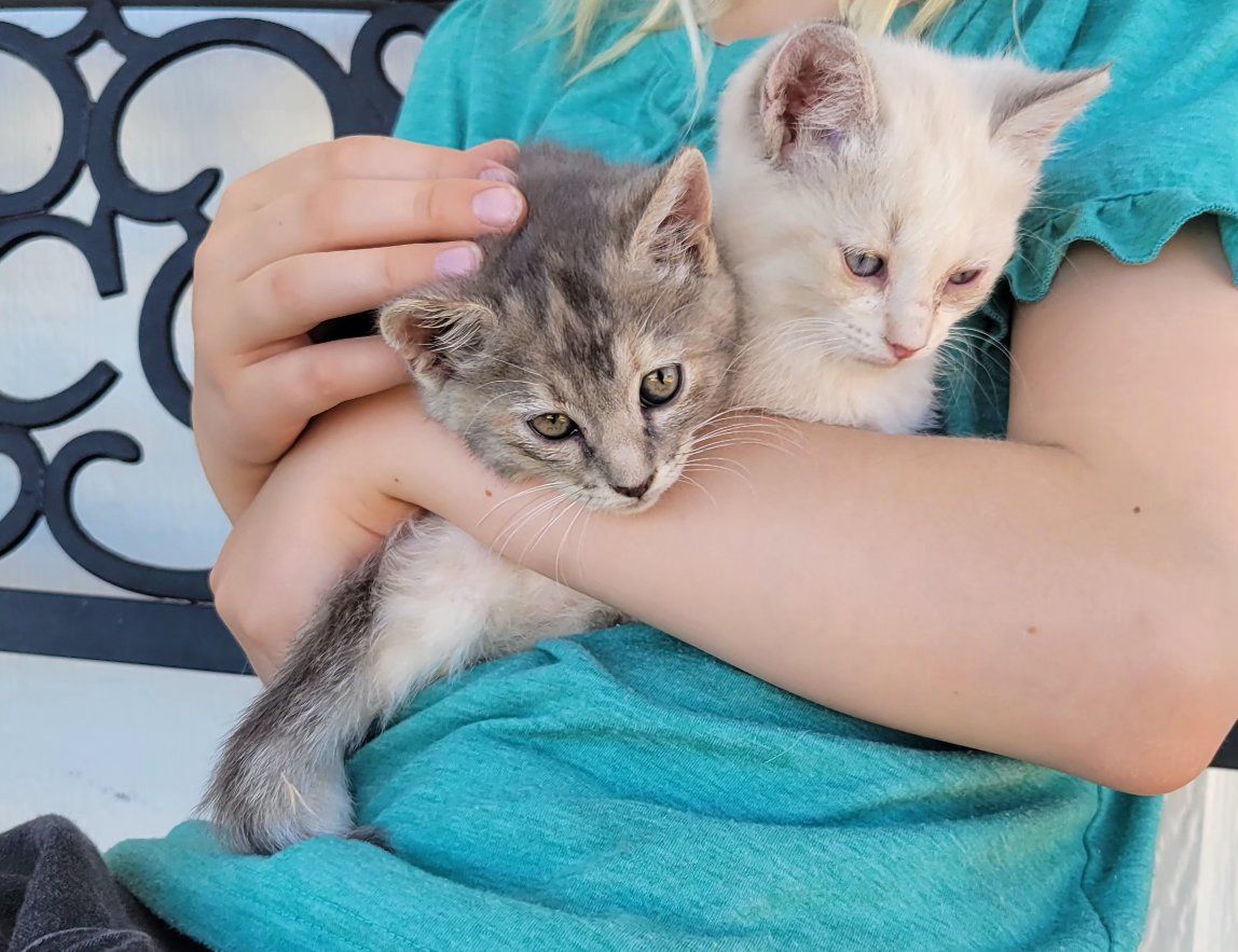 2 Ragdoll Mix Kittens