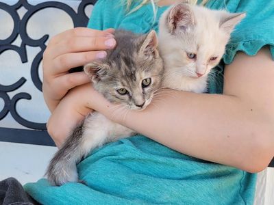 2 Ragdoll Mix Kittens