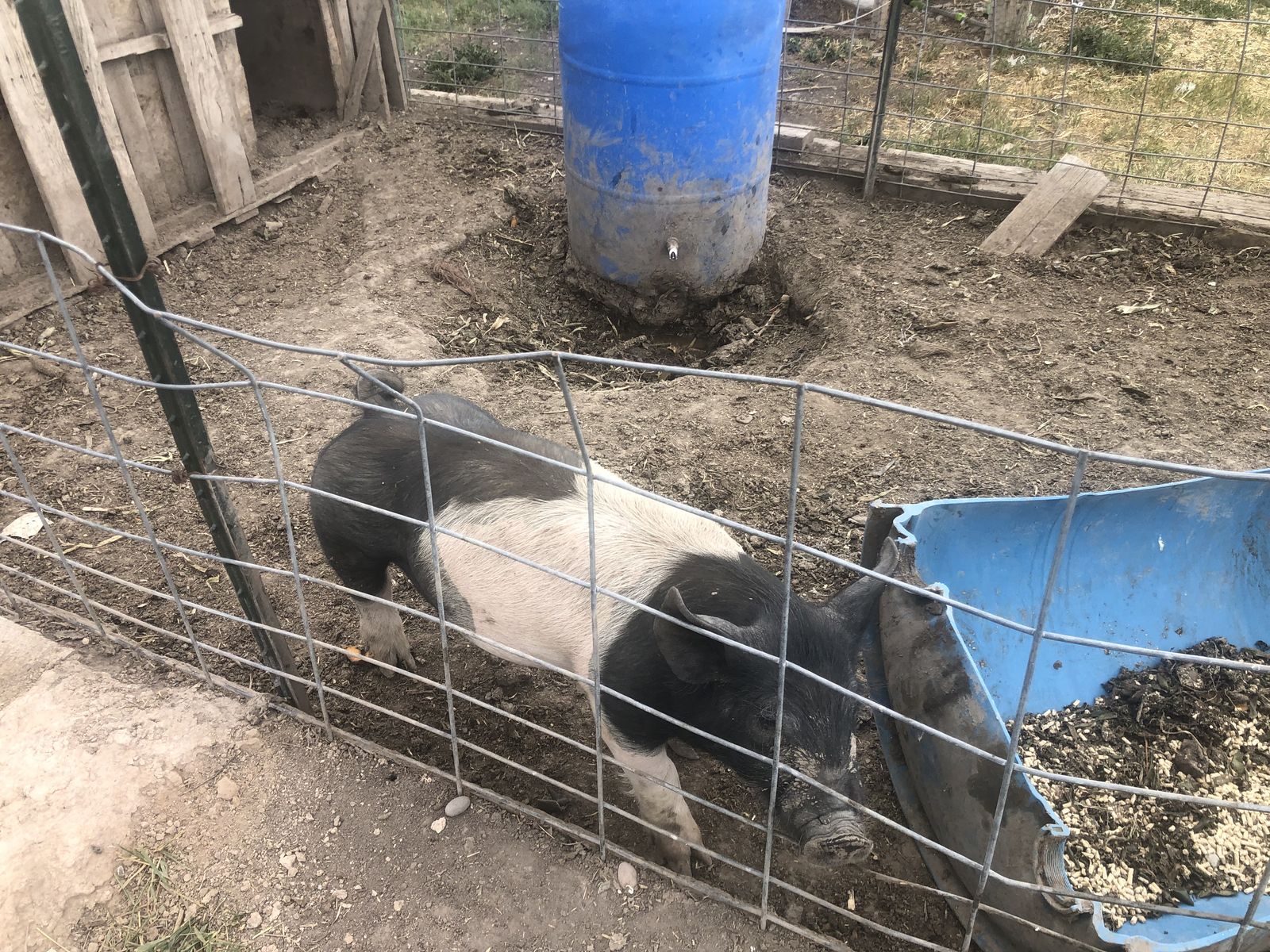 roasters/pit pig.