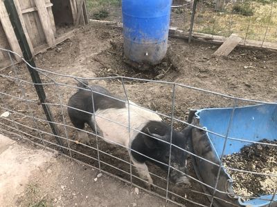 roasters/pit pig.