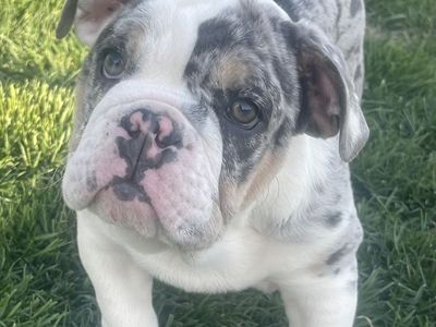 Akc english bulldog