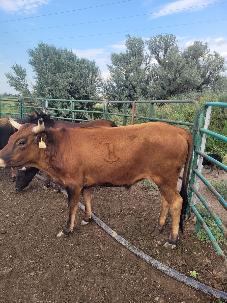 Corriente steer