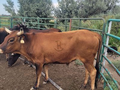 Corriente steer