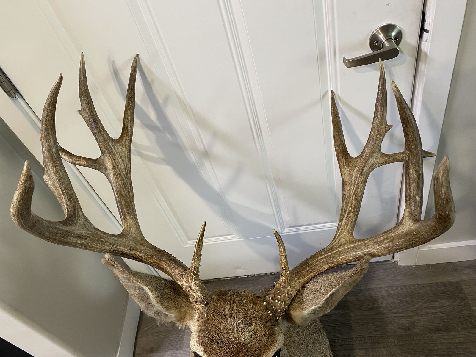 32 2/8” Wide Trophy 200” Matching Flyer Mule deer 1960’s