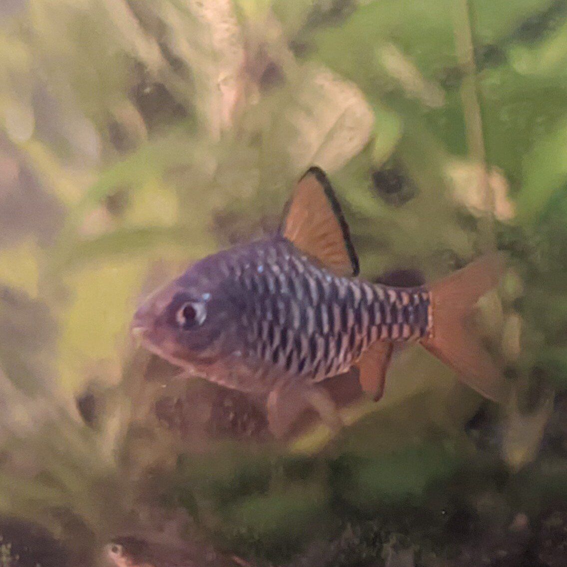 Four checkered barbs