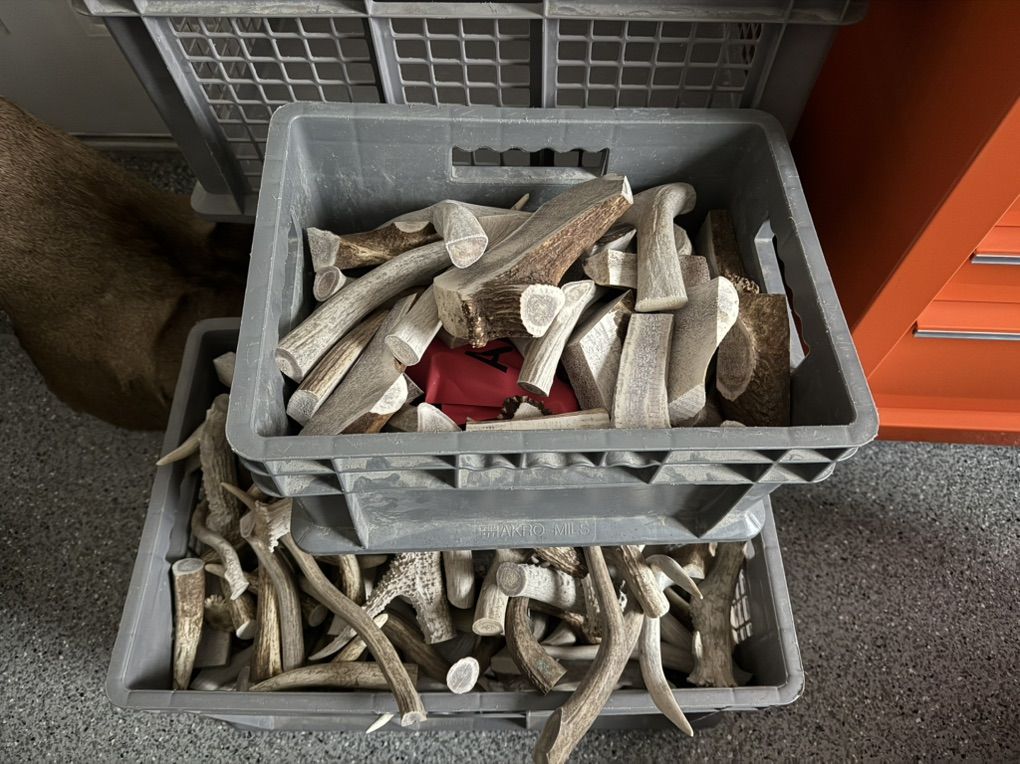 AnTler Dog Chews And TInes For Projects Or Jewelry