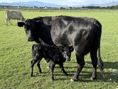 Angus Cow Calf Pairs