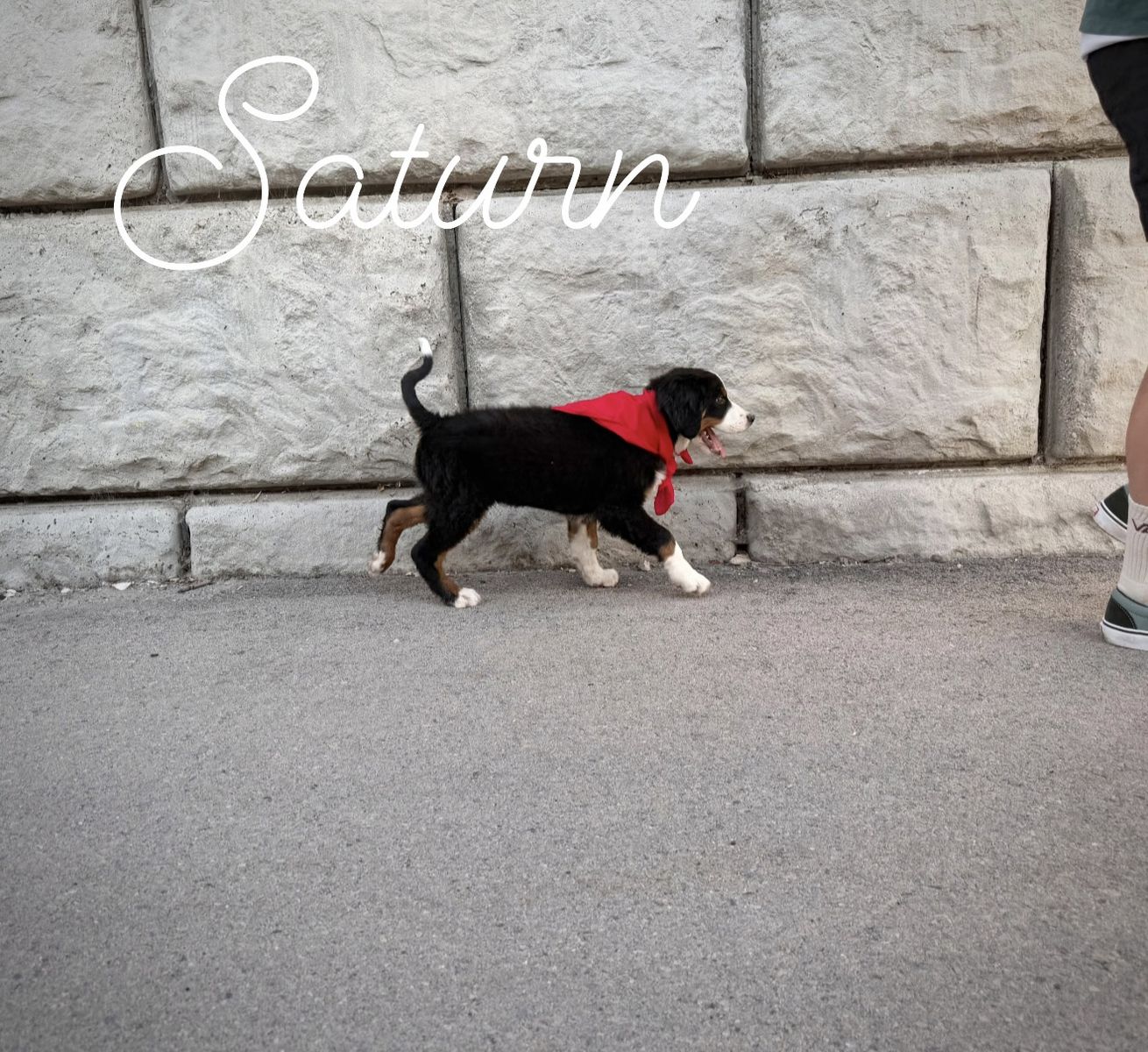 AKC Bernese Mountain Dog puppies - Champion lines