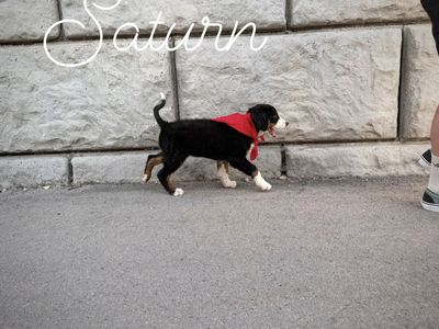 AKC Bernese Mountain Dog puppies - Champion lines