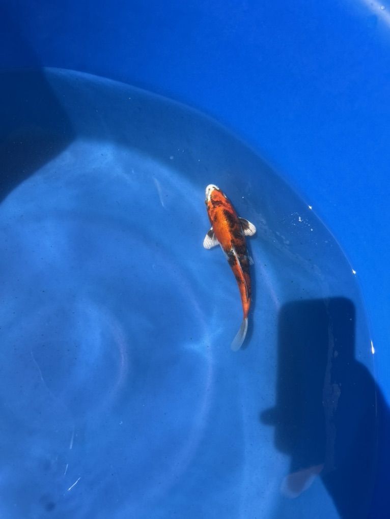 Kanno Koi Farms Kin Showas
