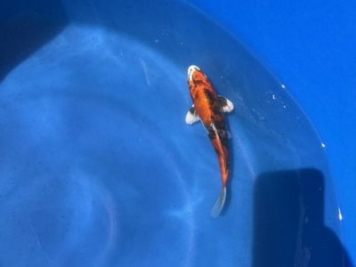Kanno Koi Farms Kin Showas