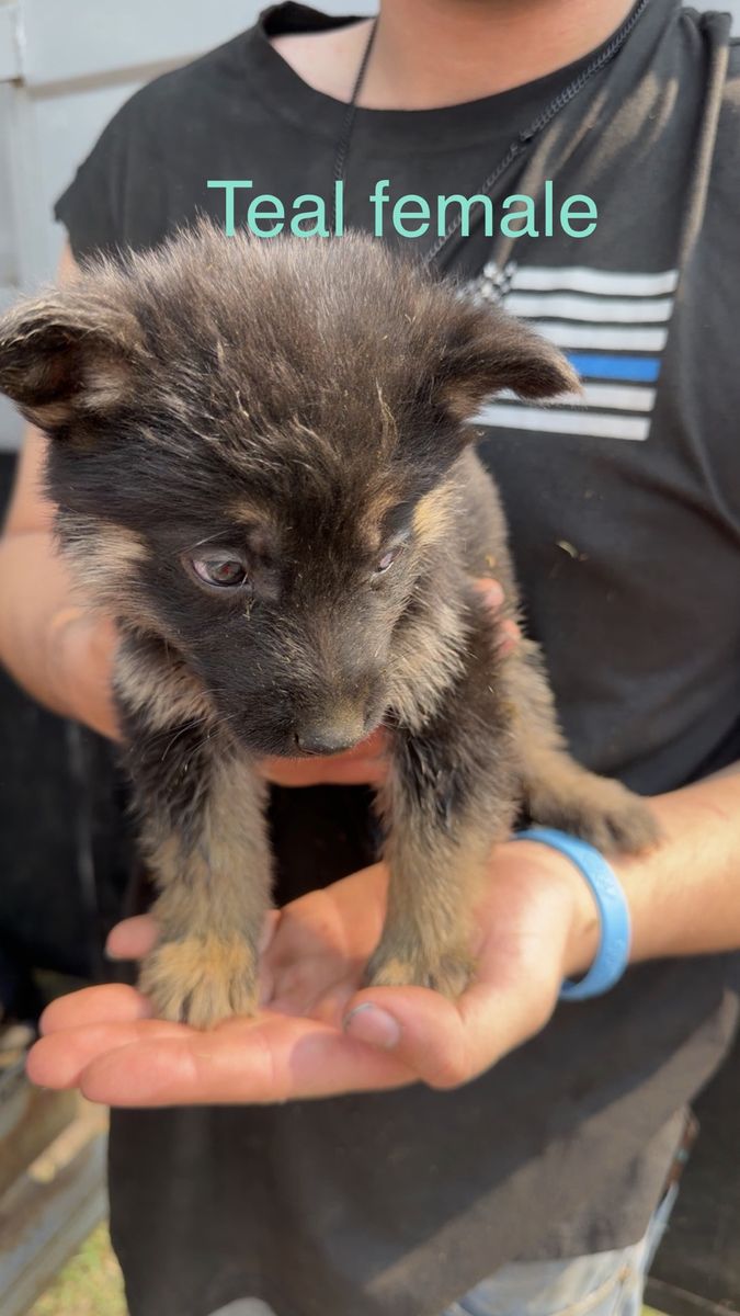 German Shepherd  Puppies