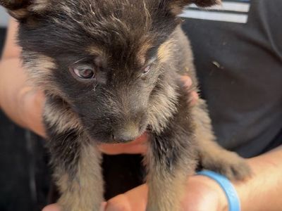 German Shepherd Puppies
