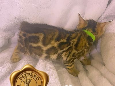 Bengal Purebred Kittens ready for a new home.