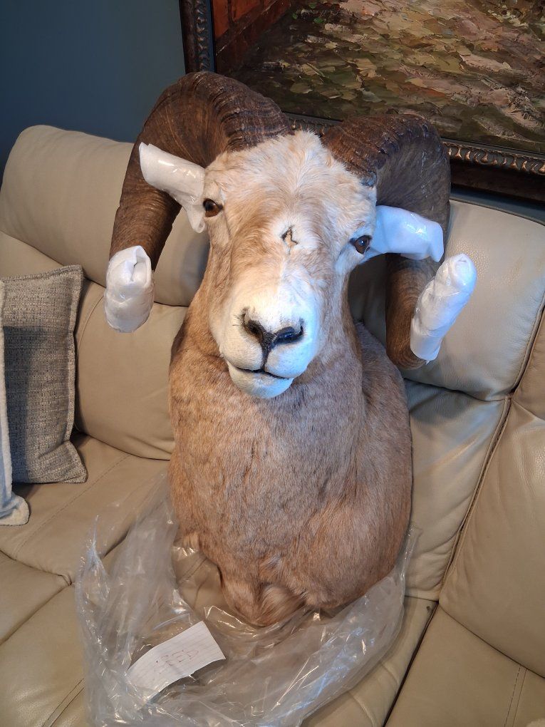Canadian Bighorn sheep