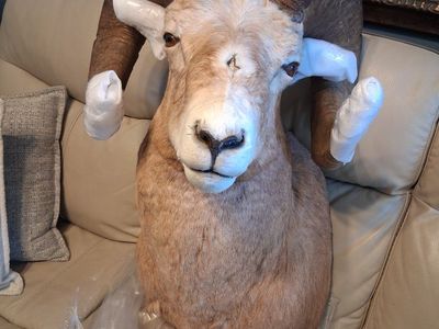 Canadian Bighorn sheep