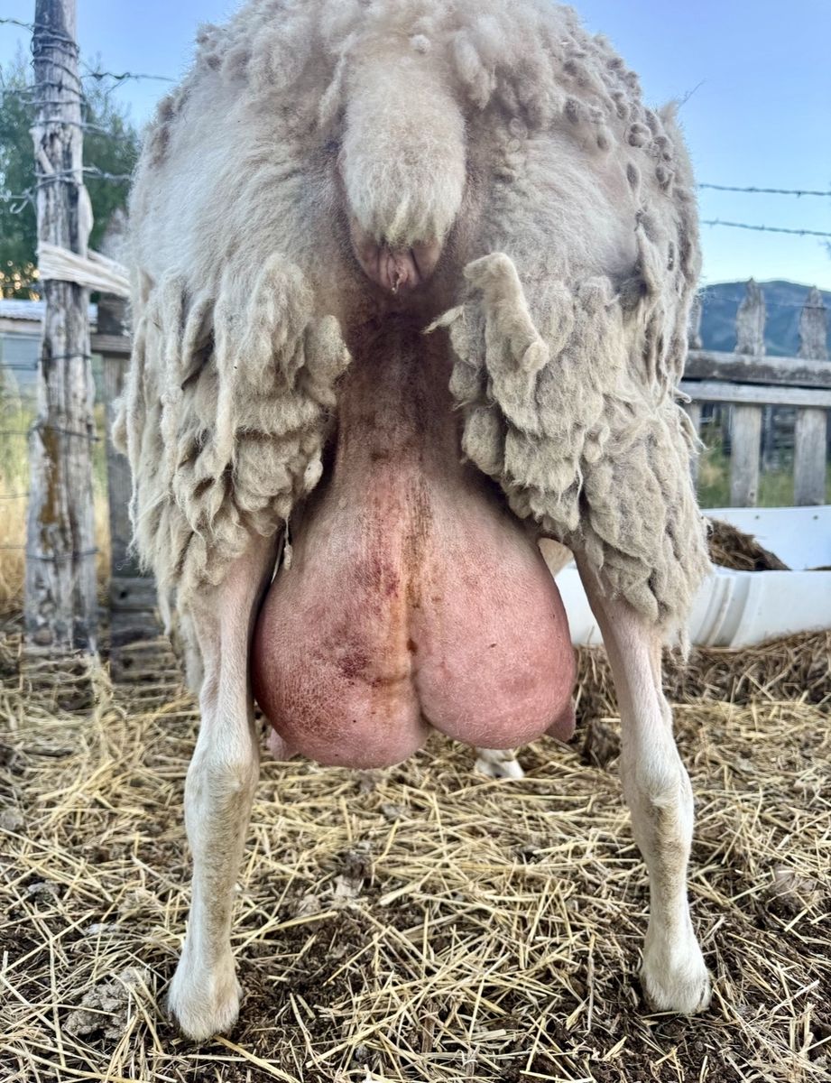 Dairy Sheep Flock - 3 ewes, 1 Ram Incredible milk sheep genetics