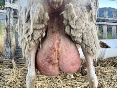 Dairy Sheep Flock - 3 ewes, 1 Ram Incredible milk sheep genetics