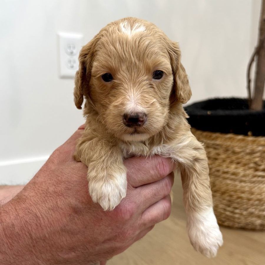 CUTEST Golden Mountain Doodle puppies! Goldendoodle Bernedoodle mix