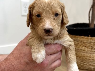 CUTEST Golden Mountain Doodle puppies! Goldendoodle Bernedoodle mix