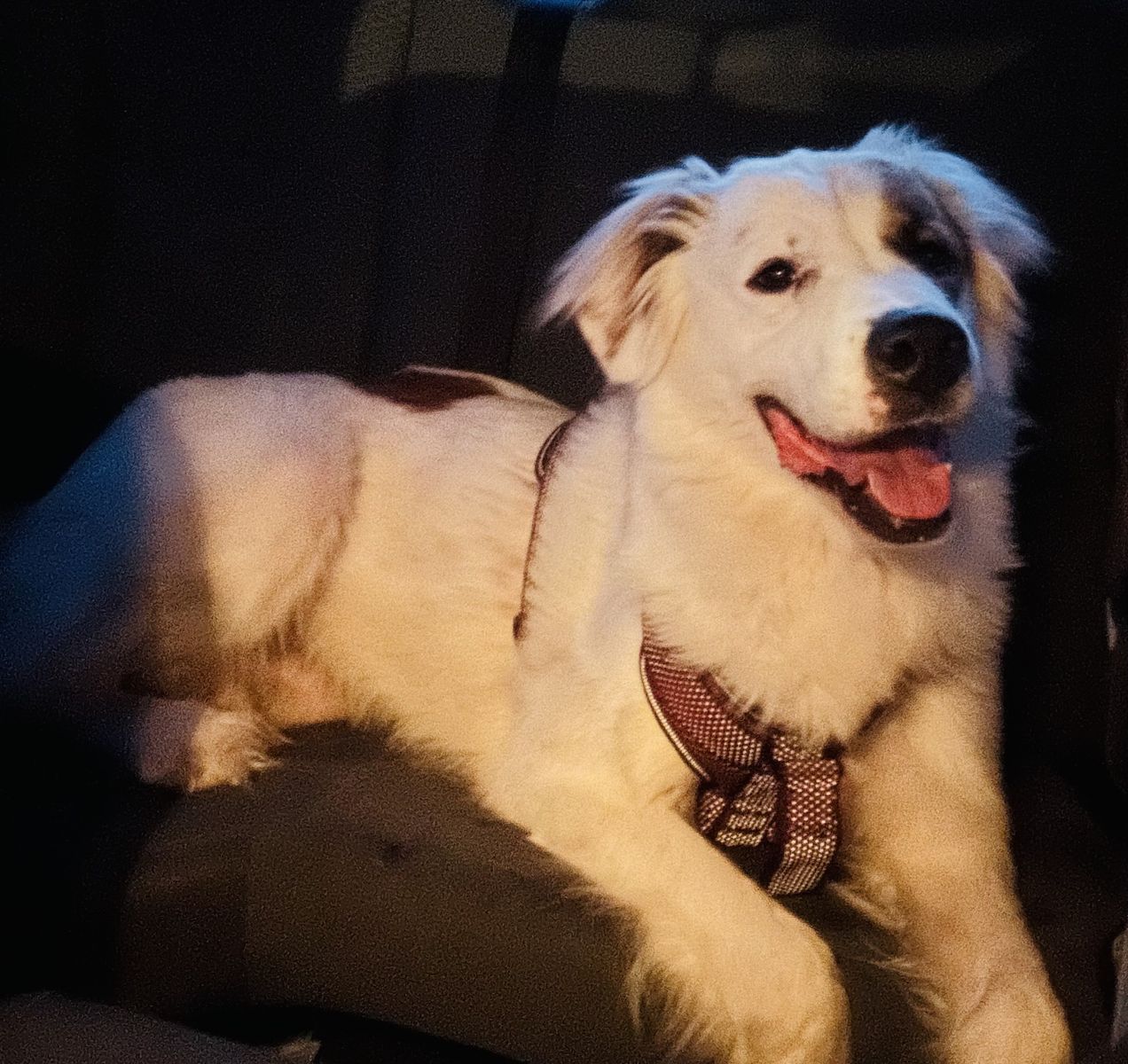 Rehoming my late mothers dog