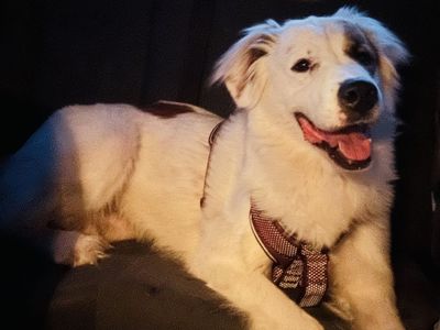 Rehoming my late mothers dog