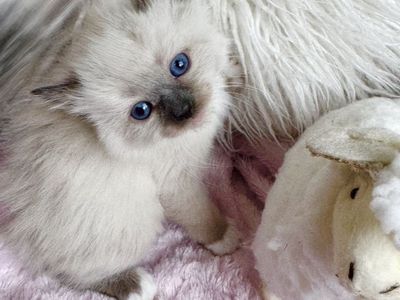 SWEET TINY RAGDOLL kittens--SUPER AFFECTIONATE/ STAY SMALL! Less allergenic/shed less! Loyal Puppy like--will follow everywhere!