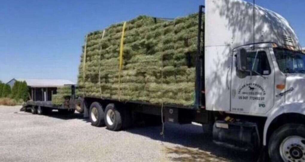 Alfalfa Hay For Sale