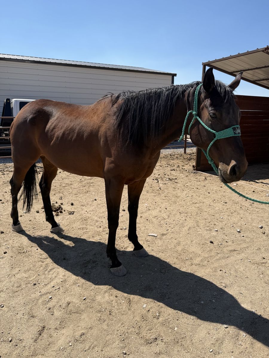 11 year old Thoroughbred Mare 