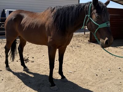 11 year old Thoroughbred Mare