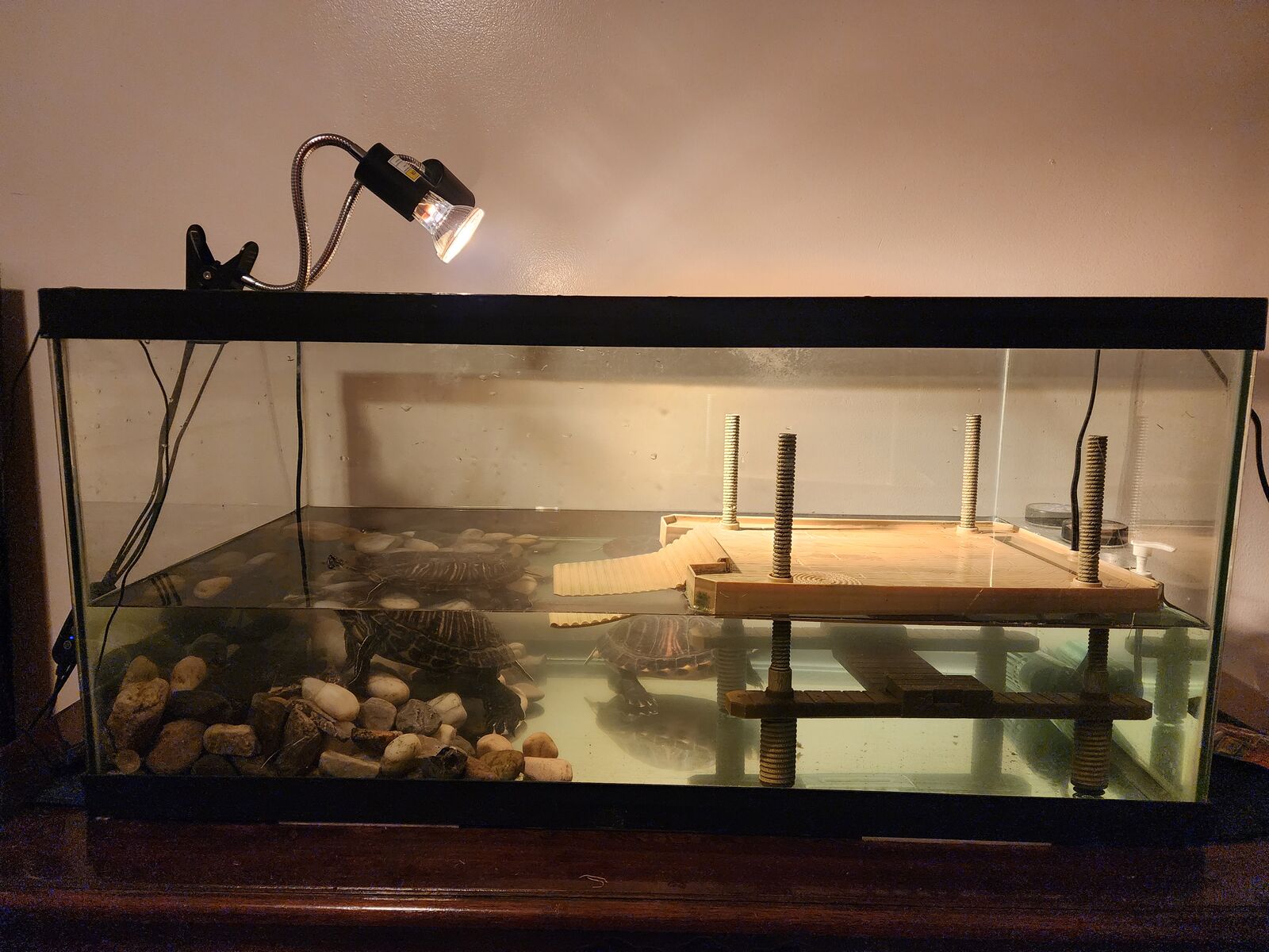 Two turtles w/ equipment to feed and maintain them