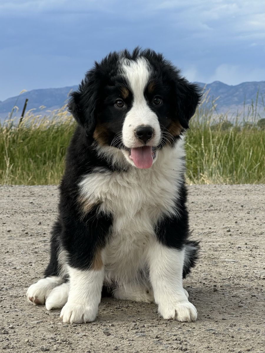 Female Bernese Mountain Dog x Border Collie