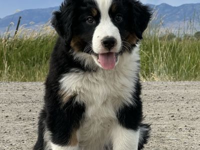 Female Bernese Mountain Dog x Border Collie