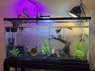 40 gallon tank and pets