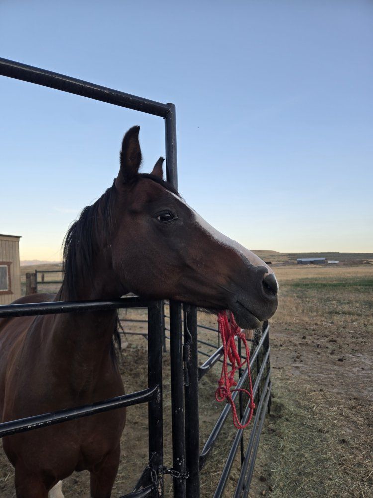 Arabian Mare