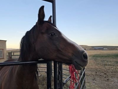 Arabian Mare