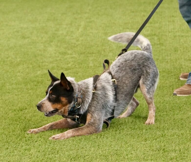 Meet Dude — 2.5 years old, real deal PERSONAL PROTECTION.